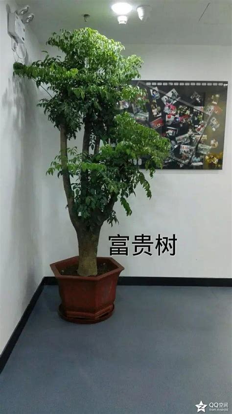 富貴樹種類|富貴樹:分布範圍,生長環境,形態特徵,主要價值,園林觀賞,使用價值,。